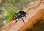 Steinhummel