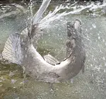 toller Fisch